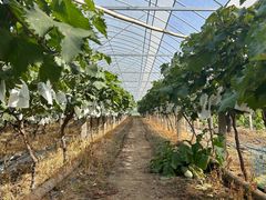 -马陆小张葡萄园农家乐