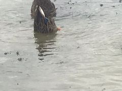 -盐城丹顶鹤湿地生态旅游区