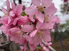 -天适樱花悠乐园