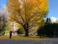 景点-北海道厅旧本厅舍(旧本庁舎)