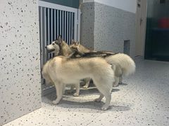 -Husky Go!哈士奇体验馆·宠物咖啡厅狗咖