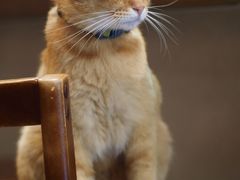 -Again Coffee Roaster(香蜜湖店)