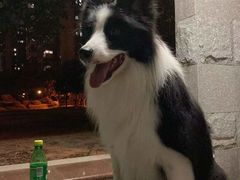 -芭比堂动物医院·24小时·眼科中心(深圳中心)