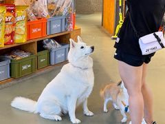 -爪吧宠物乐园·宠物泳池(温榆河示范区店)