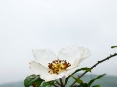 -重庆九凤瑶池海明山庄