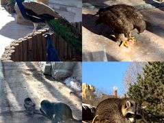 -石家庄市动物园