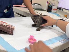 -佳雯宠物医院·皮肤科·内外科(春晓路分院)