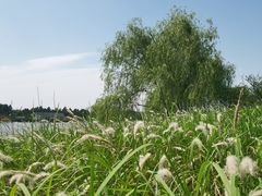 -杭州湾海上花田景区