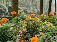 -合肥滨湖国家森林公园