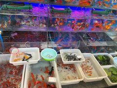 -曲阳花鸟市场(曲阳路店)