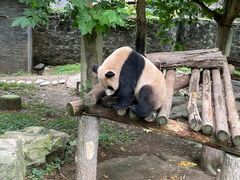 -都江堰中华大熊猫苑