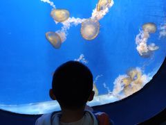 -烟台海昌鲸鲨海洋公园