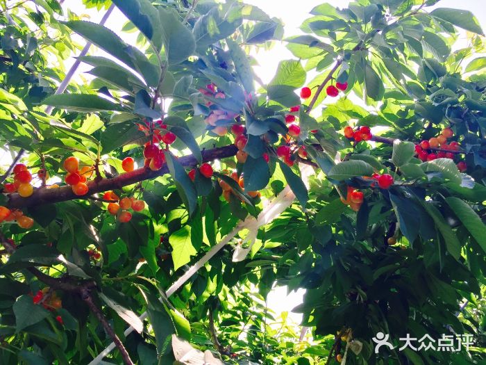 北京又一季农庄樱桃树图片