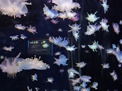 -太平洋海底世界