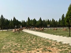 -伏羲山旅游区