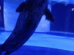 -上海海昌海洋公园-冰山北极馆