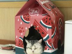 -猫和宫(六道口店)
