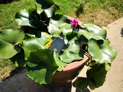 -龙湖东院农庄(乡间小路店)