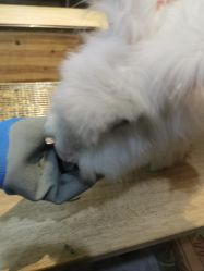 -神奇动物撸宠馆·羊驼·小浣熊·异宠(豫园店)