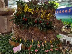 -东南花都花博园