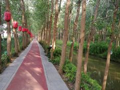 -合肥滨湖国家森林公园