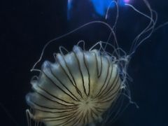 -太平洋海底世界