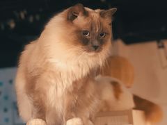 -Cappucimeow猫咪咖啡馆(韦伯时代店)