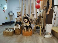 -柴迷FANS CLUB·柴犬狗咖·猫咖