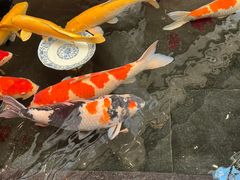-唐山河头老街国丰维景度假大酒店