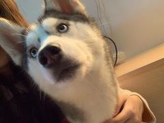 -Husky Go! 哈士奇体验馆·宠物咖啡厅狗咖