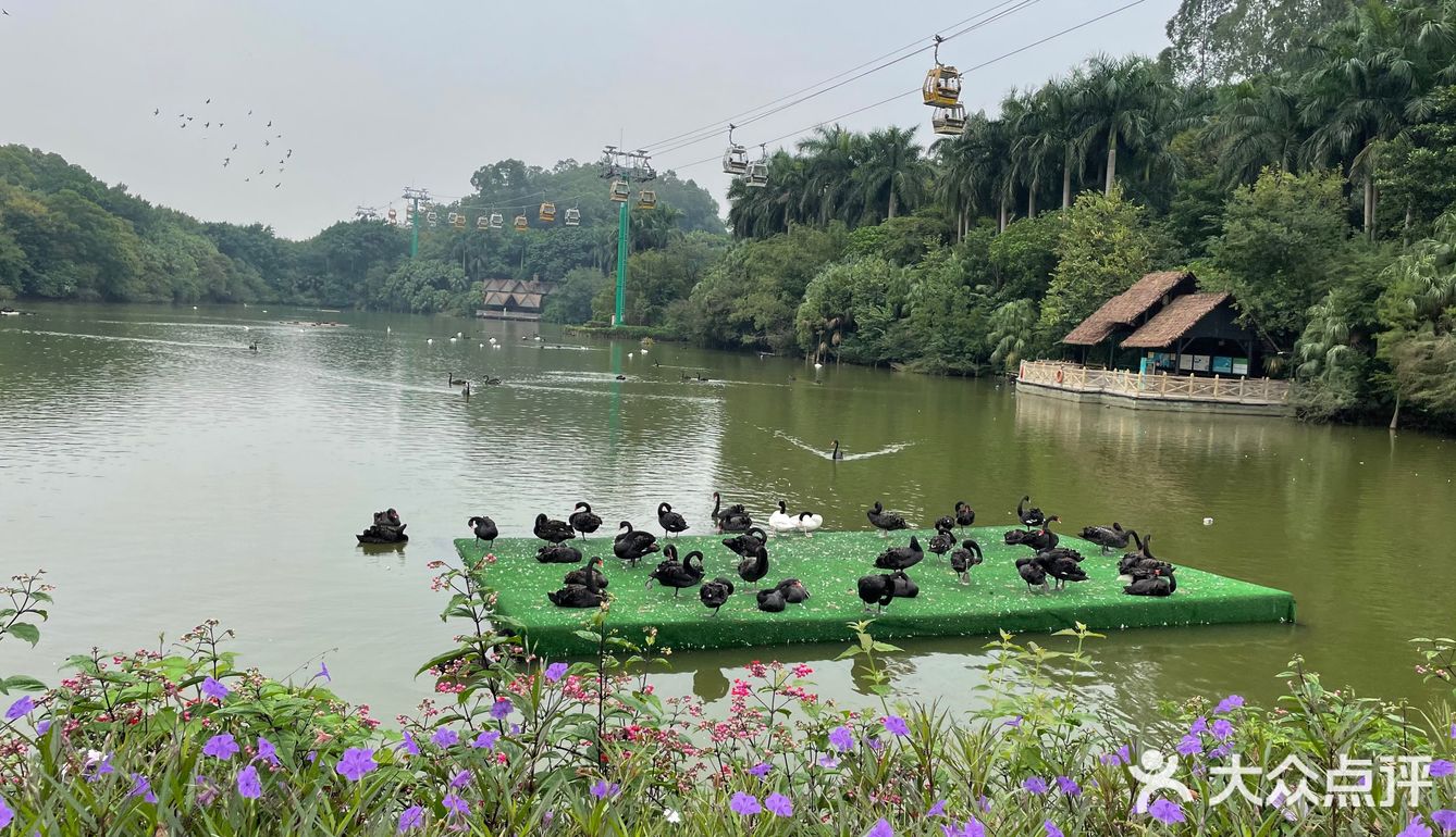 第一站到了长隆野生动物园