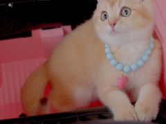 -翊宠yipet猫狗购宠庄园犬舍•猫舍