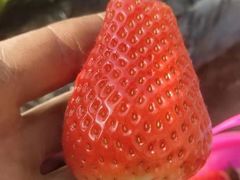 -田趣农庄草莓采摘园