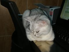 -瑞派名望24h动物医院异宠专科·猫专科·骨科·重症监护分院