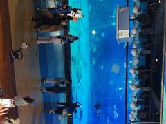 -烟台海昌鲸鲨海洋公园