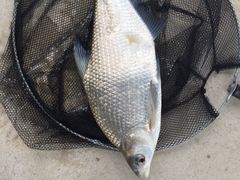 -武汉木兰锦鲤园酒店