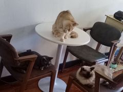 -猫爪屋猫咖(乐汇城店)