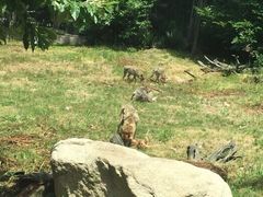 秦岭野生动物园-西安秦岭野生动物园