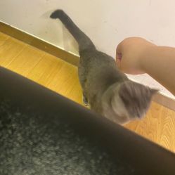 -飛凡TATTOO纹身•原创