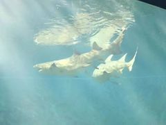 -北戴河圣蓝海洋公园