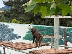 -西霞口神雕山野生动物世界