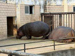 -合肥野生动物园