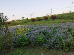 -合肥滨湖国家森林公园