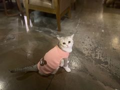 -咖法森林·咖啡  酒吧(天河店)