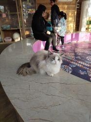 -萌宠亲子动物乐园(槐房万达店)