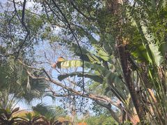 -海南热带野生动植物园