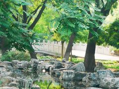 -莲花池公园