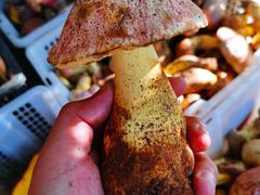 -双喜农庄·菌香园(安居家园店)