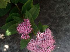 -丁香湖公园