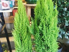 -溪岸路花鸟市场